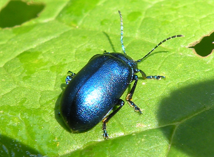 Chrysomelidae dal Trentino